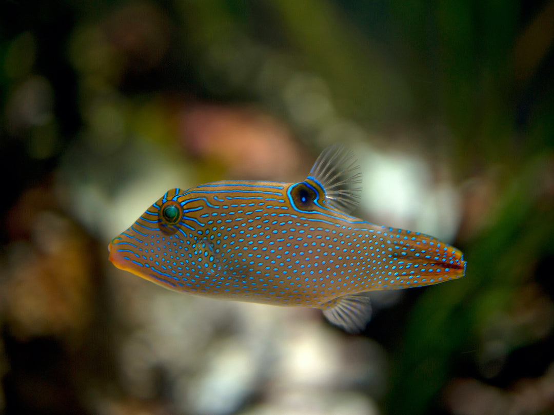 Augenfleck Spitzkopfkugelfisch - Canthigaster solandri