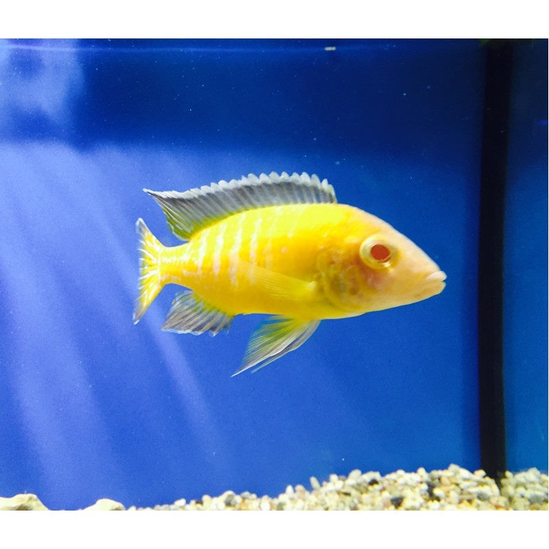 Kaiserbuntbarsch  "Albino Sunset"