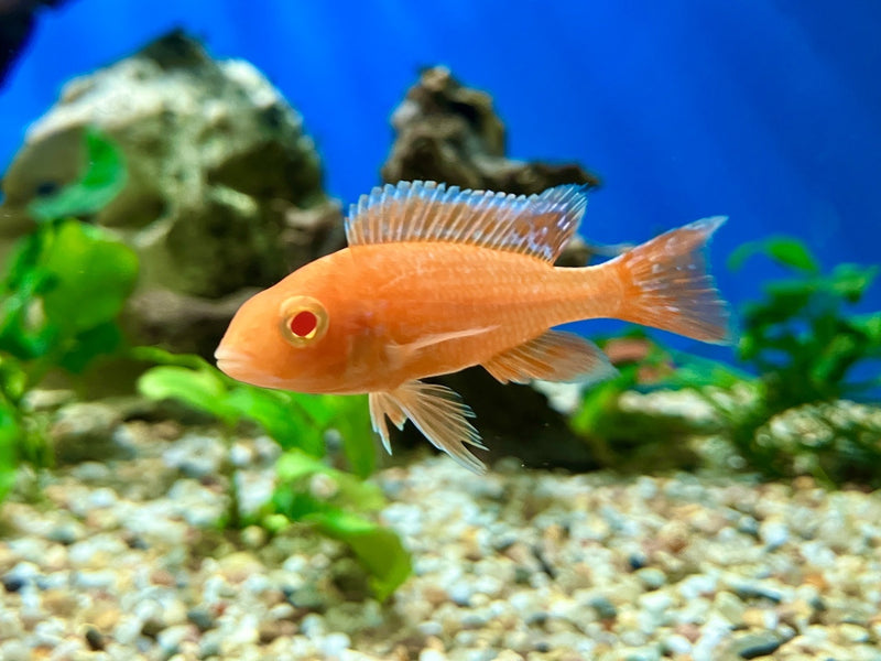 Kaiserbuntbarsch - Aulonocara sp. "Dragon Blood albino"