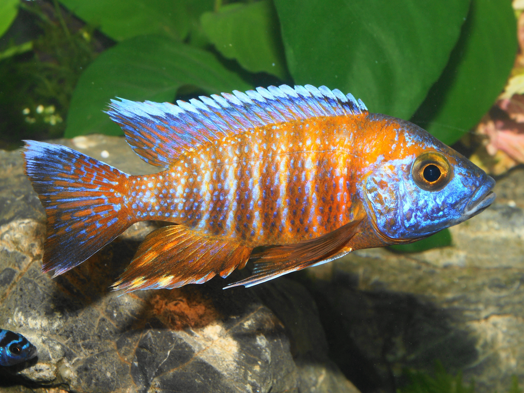 Kaiserbuntbarsch - Aulonocara jacobfreibergi