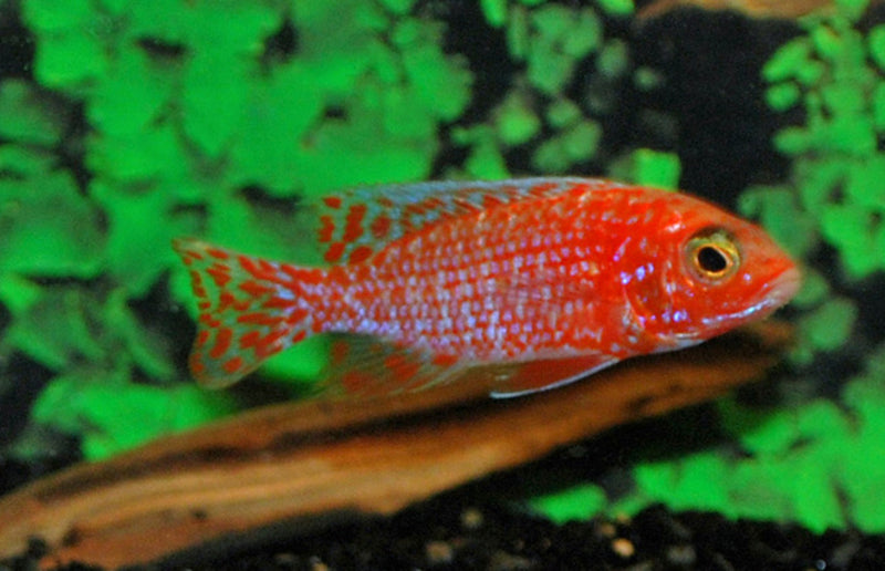 Kaiserbuntbarsch - Aulonocara sp. "Dragon Blood"
