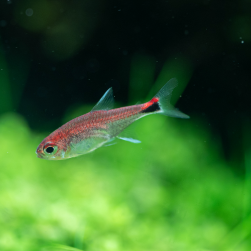 Roter Pfeffersalmler - Axelrodia riesei