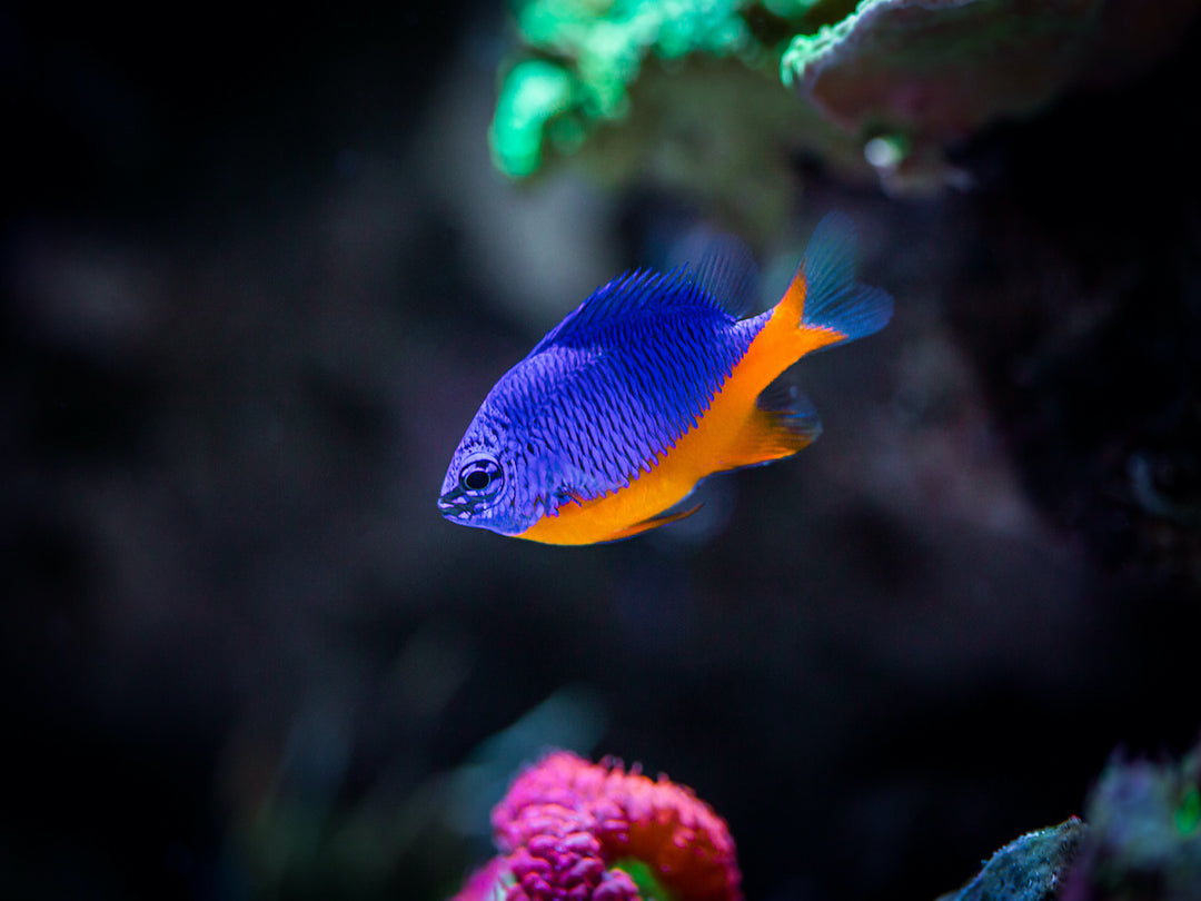 Azur Demoiselle - Chrysiptera hemicyanea "Nachzucht"