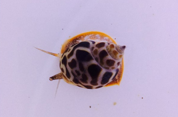 Babylonische Turmschnecke - Babylonia zeylancia