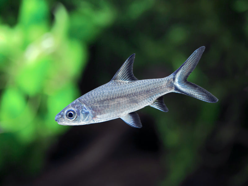 Haibarbe - Balantiocheilos melanopterus