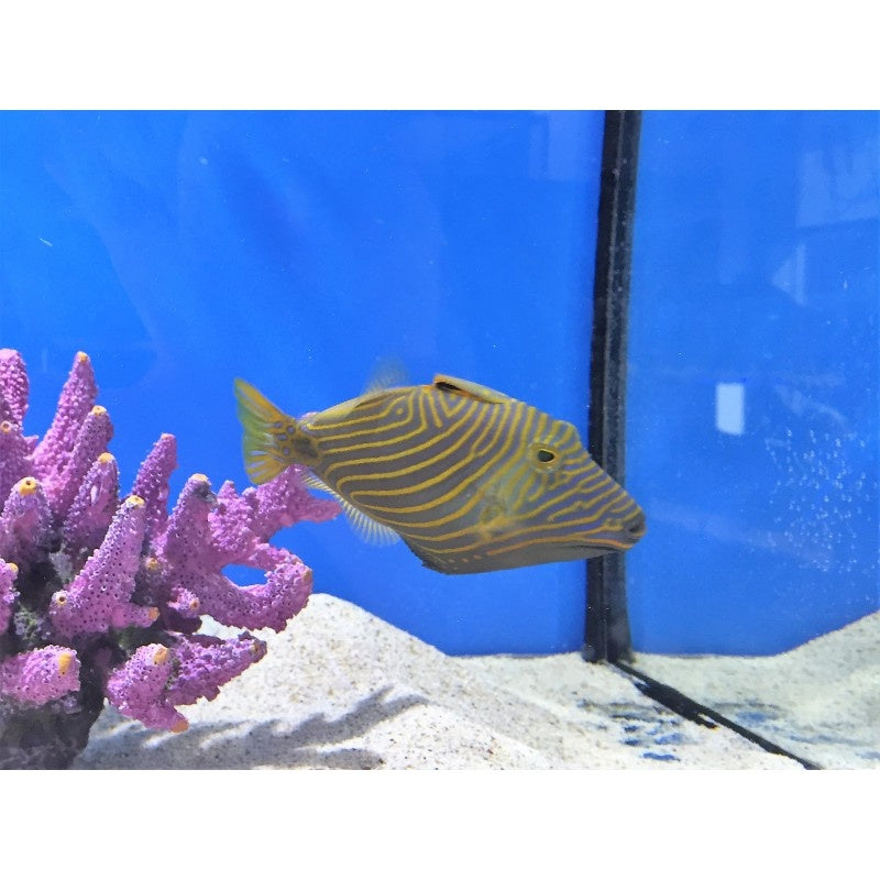 Orangestreifen Drückerfisch