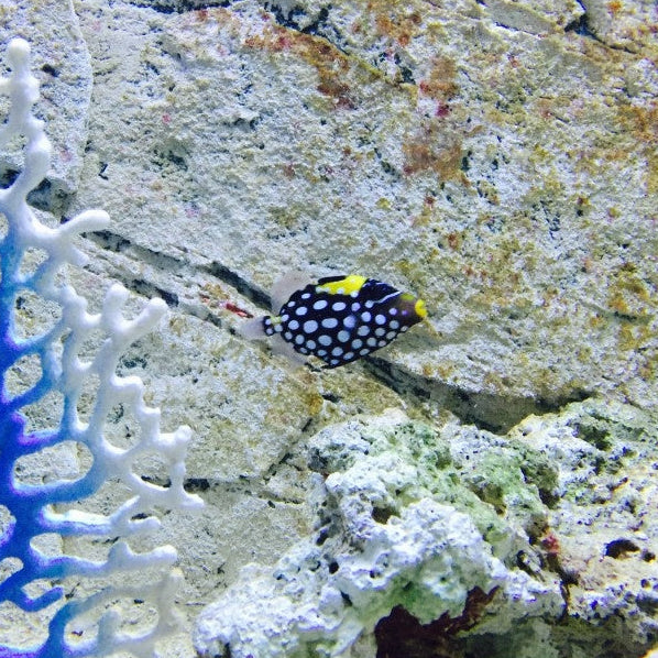 Leopard Drückerfisch - Balistoides conspicillum