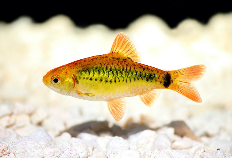 Brokatbarbe - Barbodes semifasciolatus
