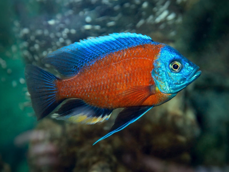 Kadango Cichlide red fin