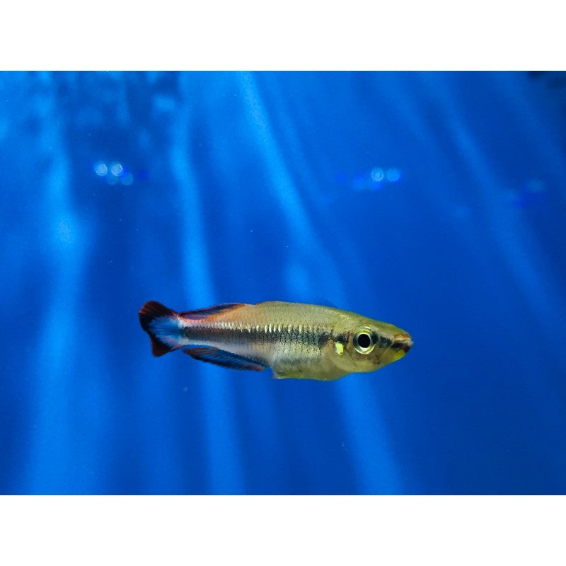 Rotschwanz Ährenfisch