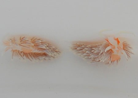 Glasrosenfressende Nacktschnecke