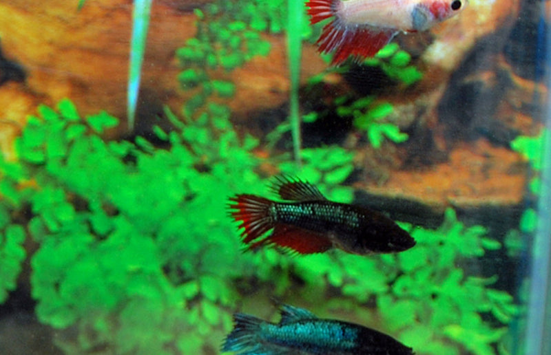 Kampffisch Weibchen - Betta splendens "Crowntail"
