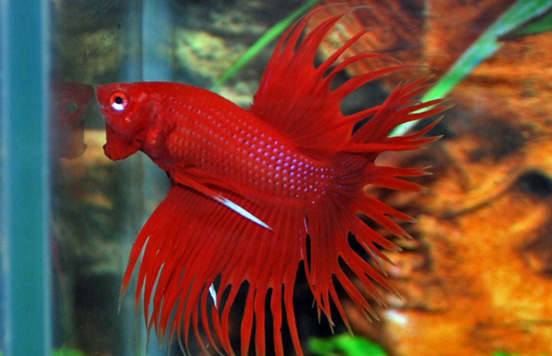Kampffisch Männchen - Betta splendens "Crowntail"