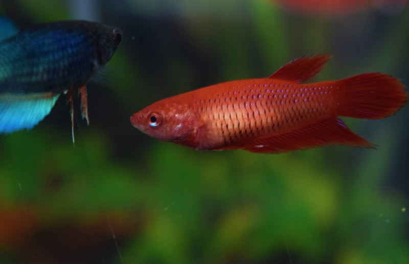 Kampffisch Weibchen - Betta splendens