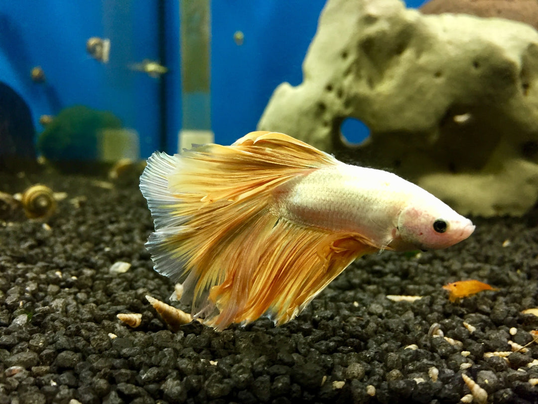 Kampffisch Männchen - Betta splendens "Gold"