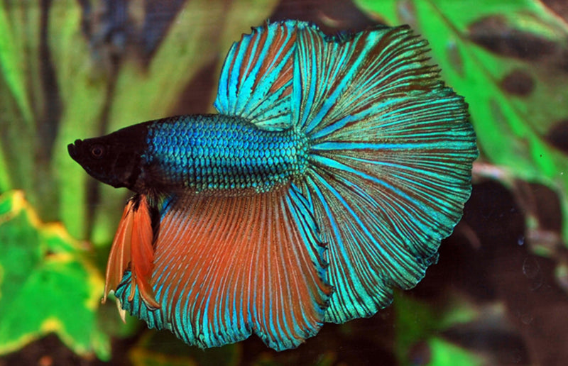 Kampffisch Männchen "Halfmoon"