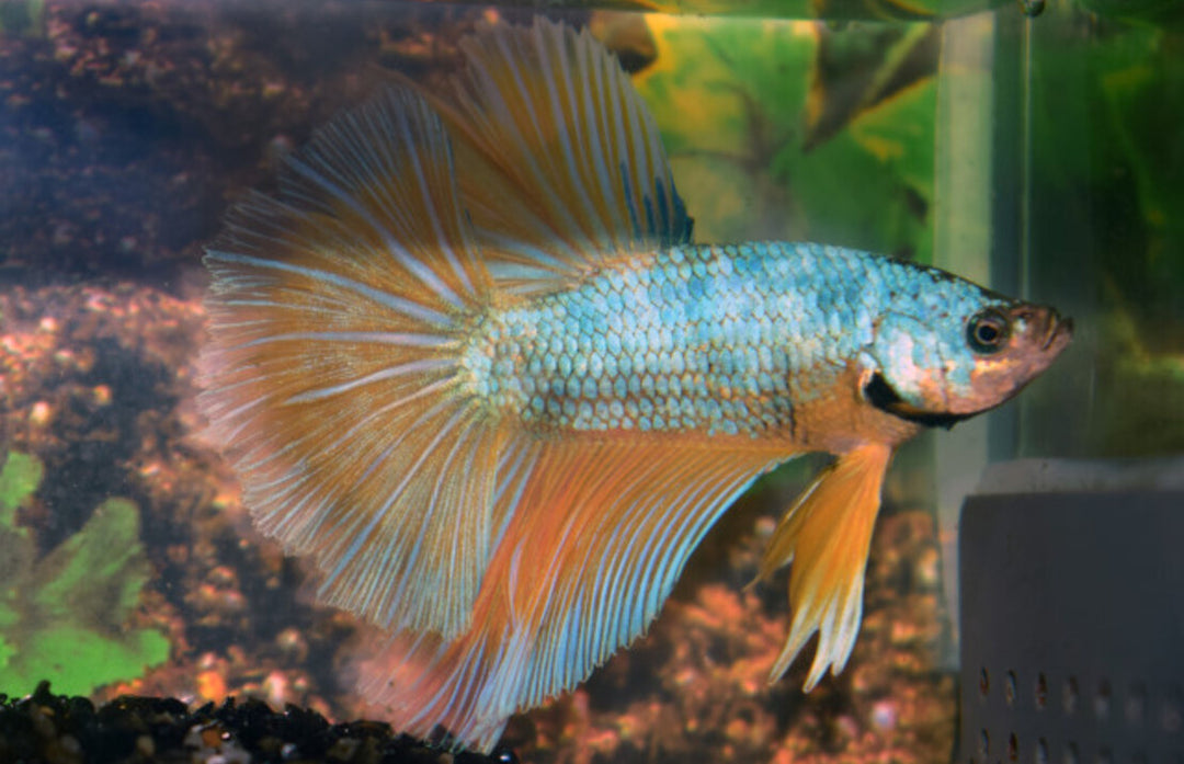 Kampffisch Männchen "Halfmoon Mustard"