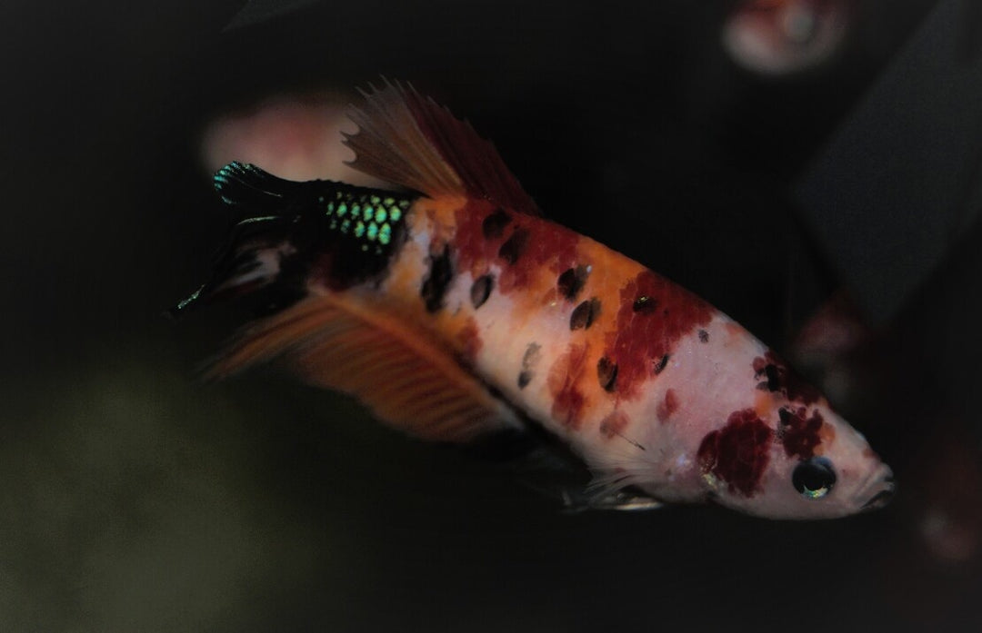 Kampffisch Weibchen - Betta splendens "Plakat Koi Nemo"