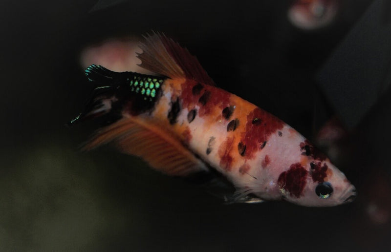Kampffisch Weibchen - Betta splendens "Plakat Koi Nemo"