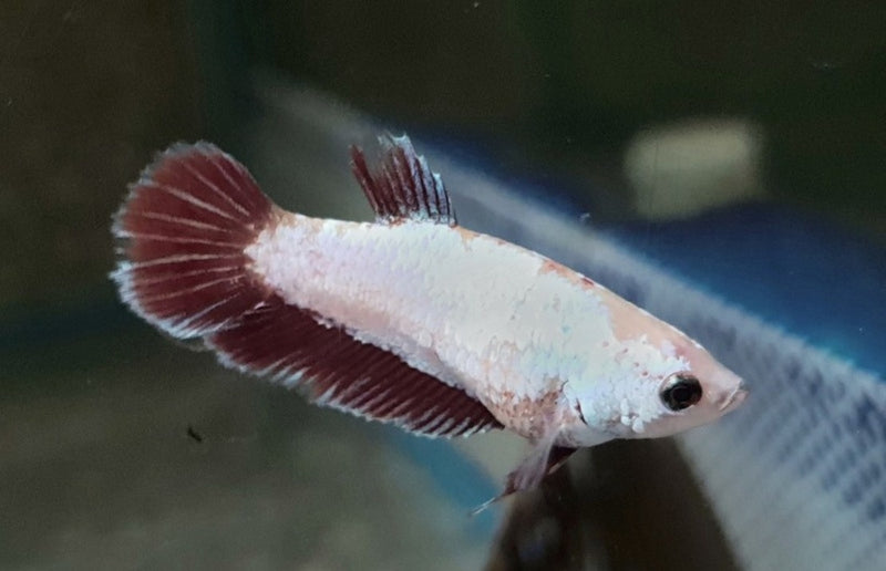 Kampffisch Weibchen - Betta splendens "Super Delta"