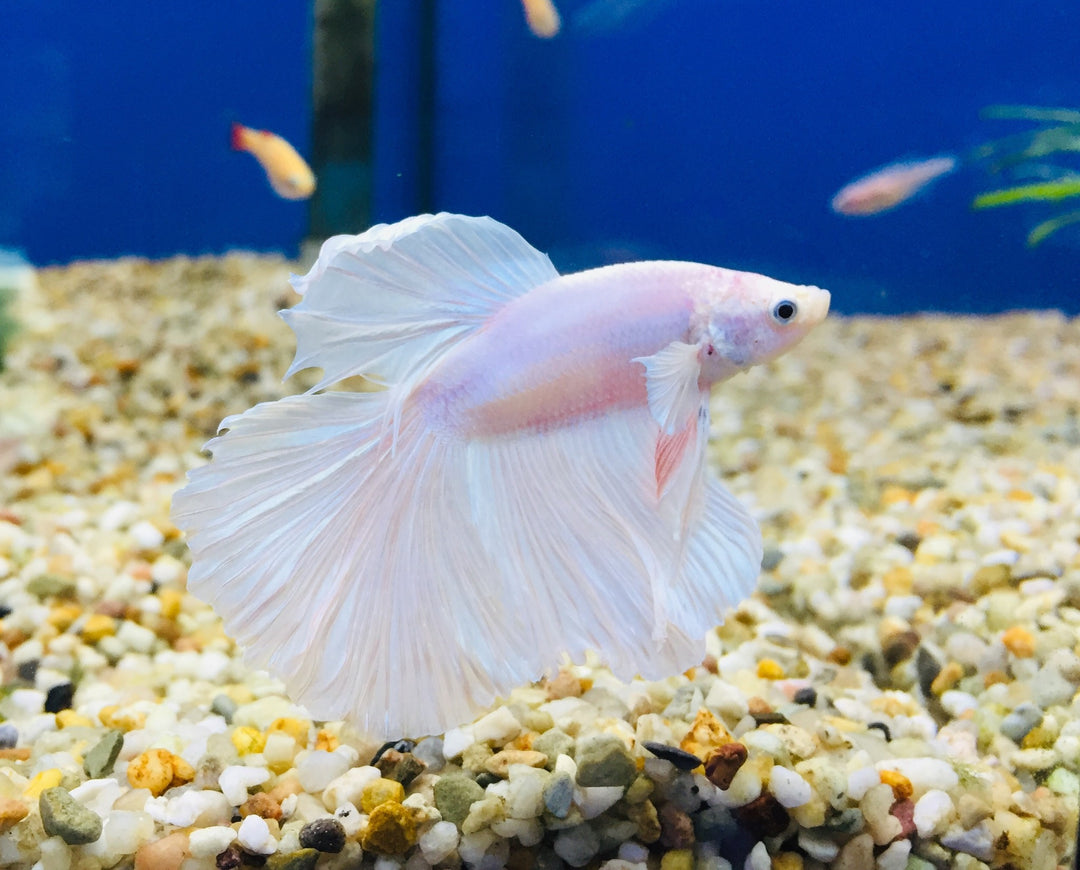 Kampffisch Männchen - Betta splendens "Weiß"