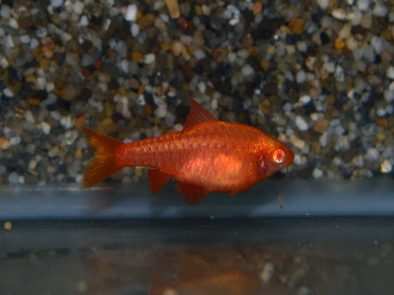 Bitterlingsbarbe - Puntius titteya "albino super red"