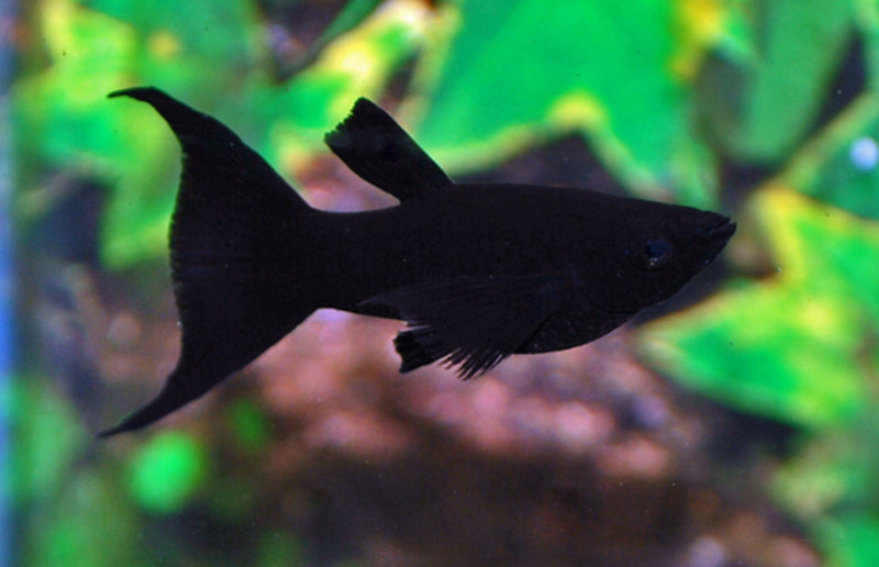 Black Molly - Poecilia sphenops "Schleier"