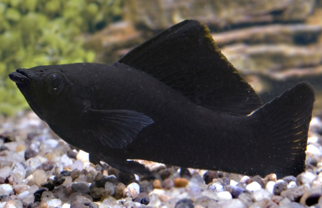 Black Molly - Poecilia sphenops