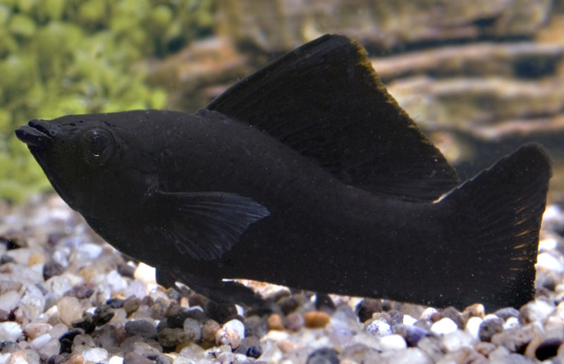Black Molly - Poecilia sphenops