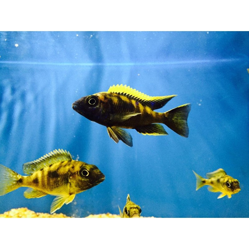 Otopharynx lithobates - Black orange dorsal