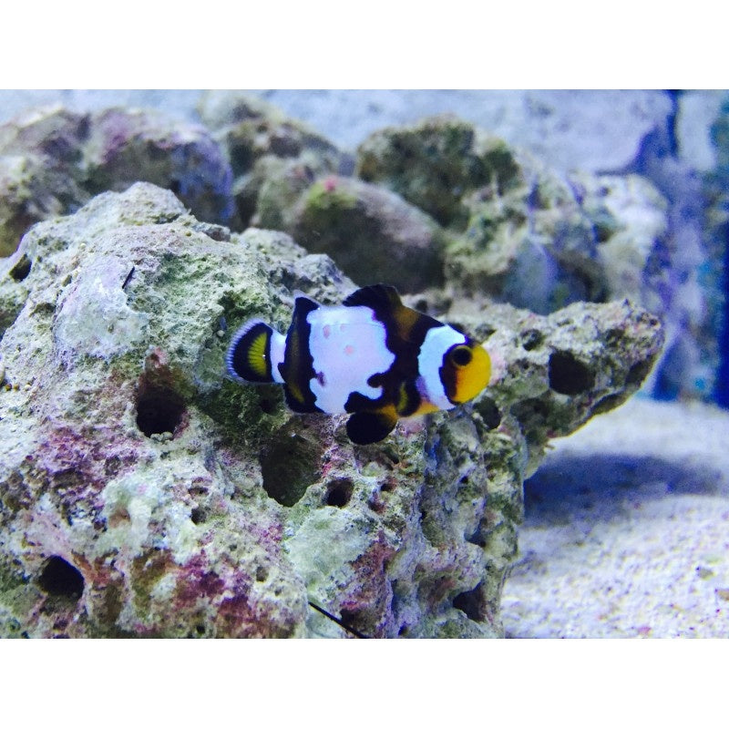Falscher Clownfisch - Amphiprion ocellaris "Black Snowflake Premium"