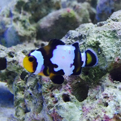 Falscher Clownfisch - Amphiprion ocellaris "Black Snowflake Premium"
