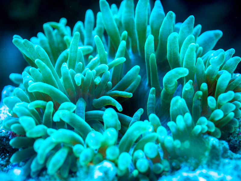 Blasenanemone grün - Entacmaea quadricolor