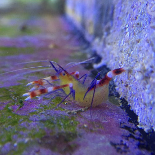 Blaubein Scherengarnele - Stenopus cyanoscelis