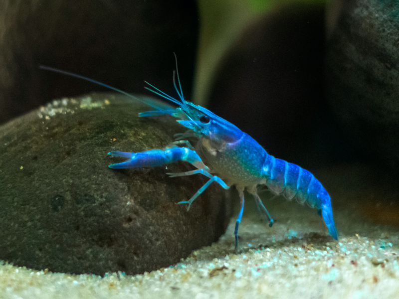 Blauer Floridakrebs - Procambarus alleni