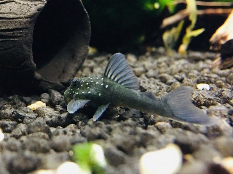 Blauer Phantomwels - Hemiancistrus L128
