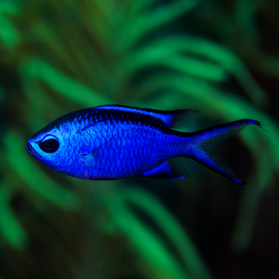 Blaues Schwalbenschwänzchen - Chromis cyanea