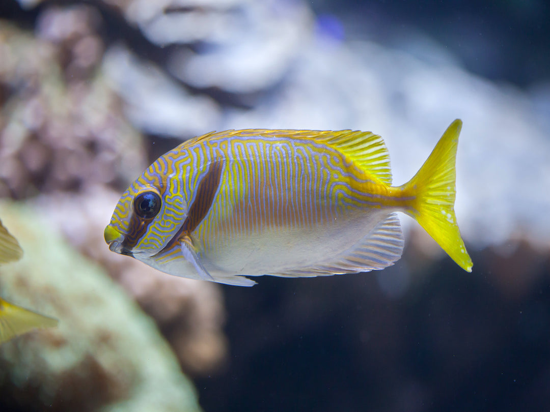 Blaustreifen Kaninchenfisch