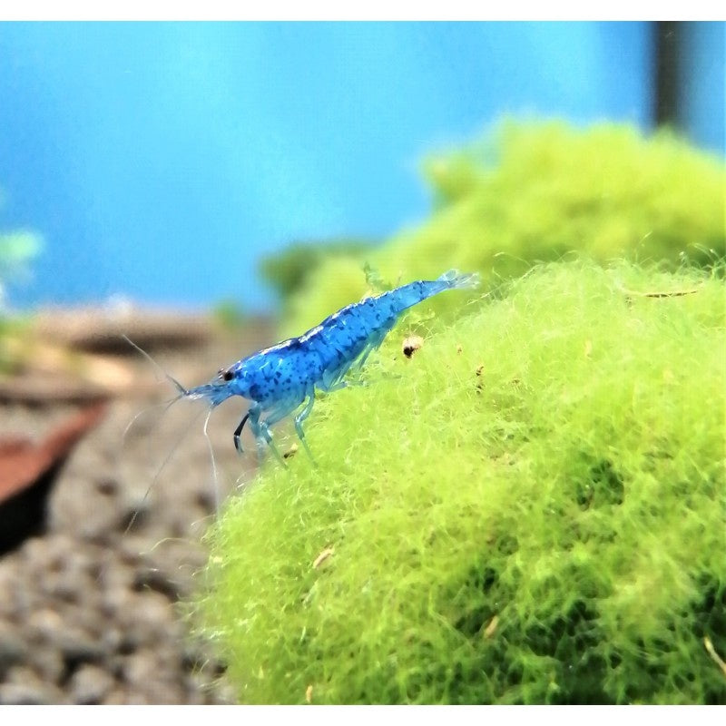 Zwerggarnele - Neocaridina davidi "Blue Jelly"