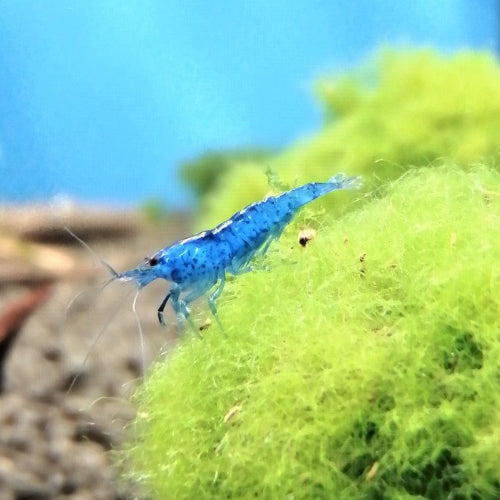 Zwerggarnele - Neocaridina davidi "Blue Jelly"