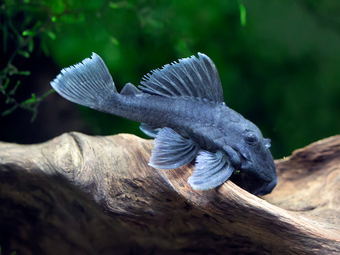 Blue Panaque - Baryancistrus Beggini L239