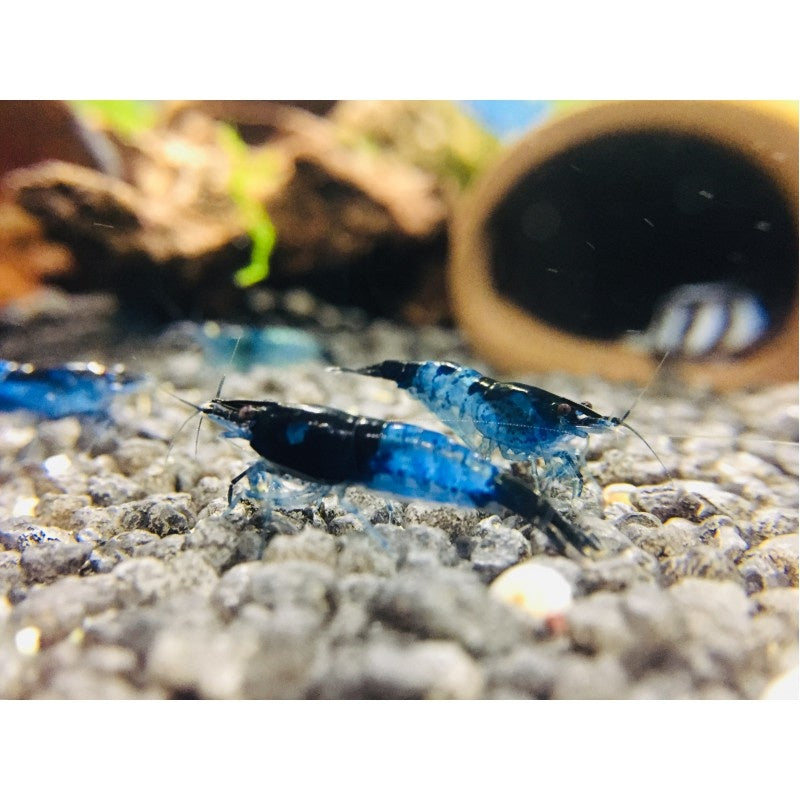 Zwerggarnele - Neocaridina davidi "Blue Rili"