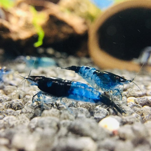 Zwerggarnele - Neocaridina davidi "Blue Rili"