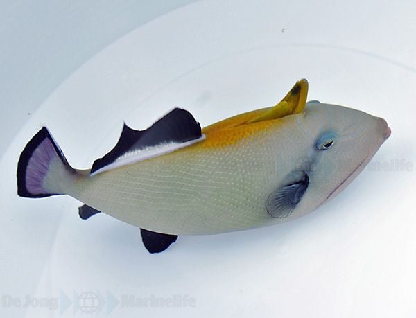 Indischer Drückerfisch