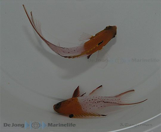 Schweinslippfisch