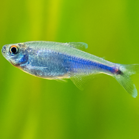 Blauer Perusalmler - Boehlkea fredcochui