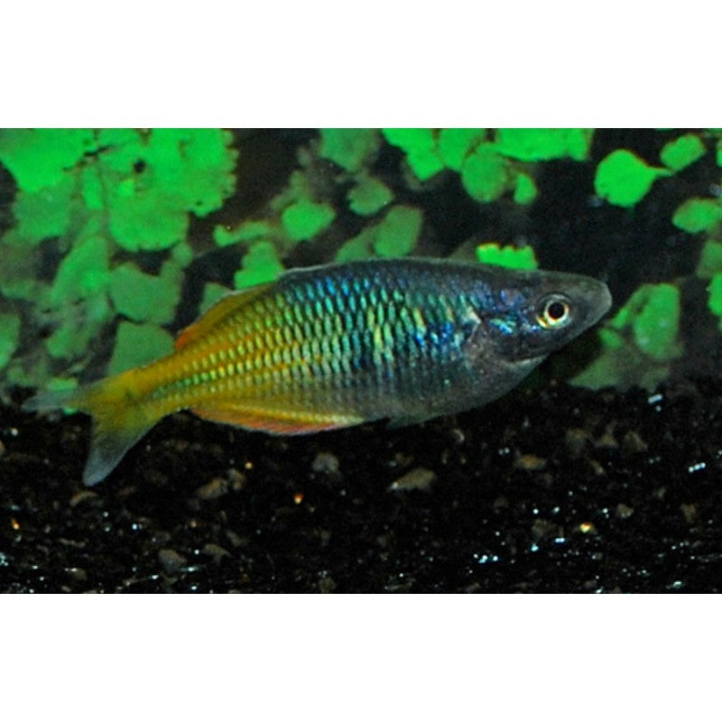 Boesemans Regenbogenfisch - Melanotaenia boesemani