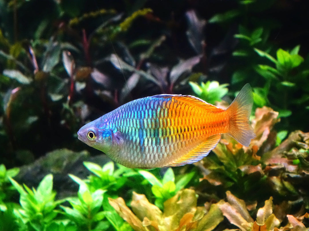 Boesemans Regenbogenfisch "orange"
