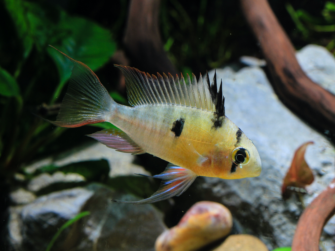 Bolivianischer Schmetterlingsbuntbarsch - Mikrogeophagus altispinosus