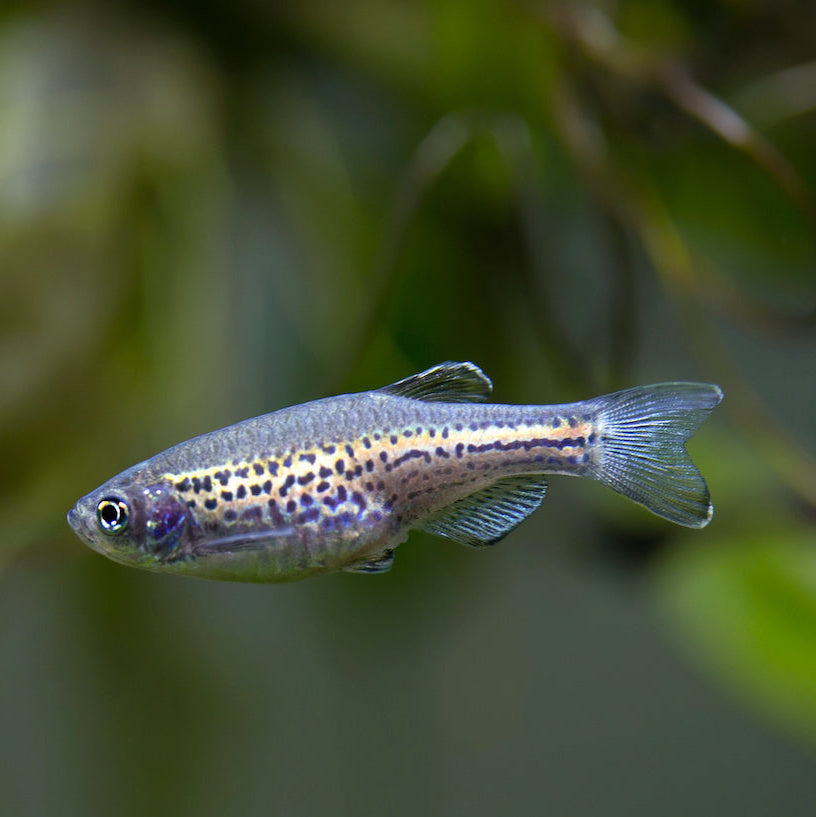 Leopardbärbling - Danio frankei